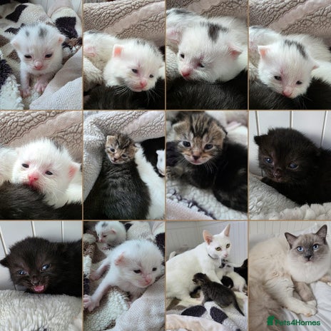 Mixed Breed cats Mixed kittens😻😽Ragdoll x domestic 🙀👌 - Advert 1