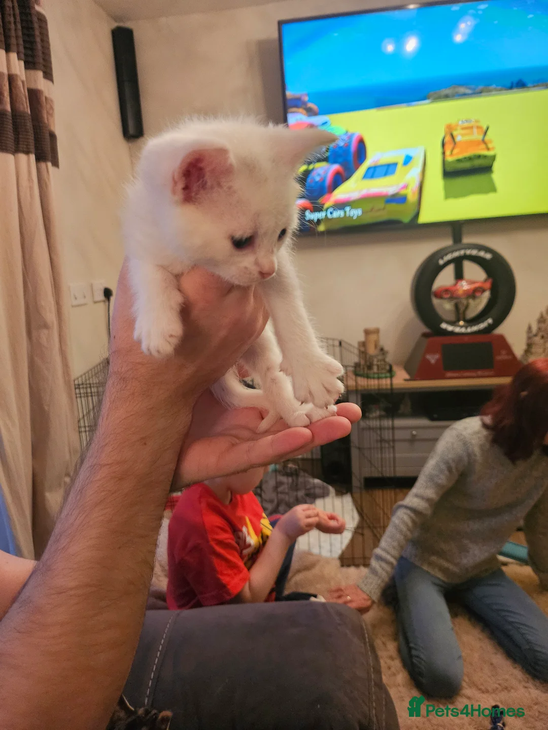 Mixed Breed cats for sale: Maine coon x sphynx kittens  - Advert 2