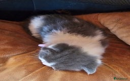 British Longhair cats for sale: Tabby mix kittens - Image 4