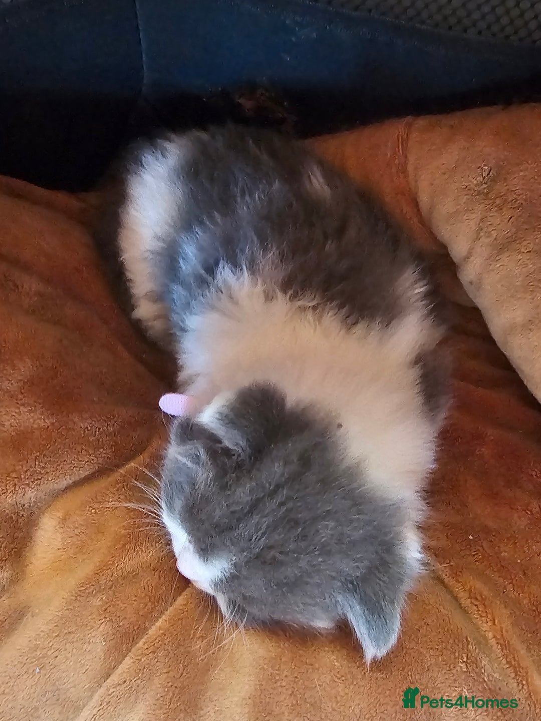 British Longhair cats for sale: Tabby mix kittens - Image 4