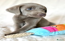 Labrador Retriever dogs for sale: KC Reg Fully Health Tested Labrador Pups - Image 1
