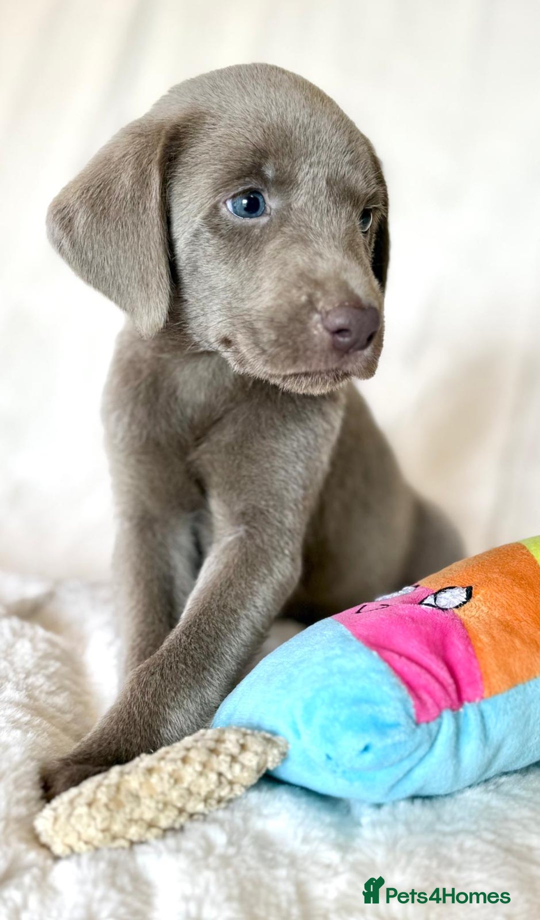 Labrador Retriever dogs for sale: KC Reg Fully Health Tested Labrador Pups - Image 1