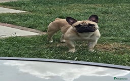 Mixed Breed dogs for sale: *UPDATE* 3x purebred dogs for rehoming - Image 14