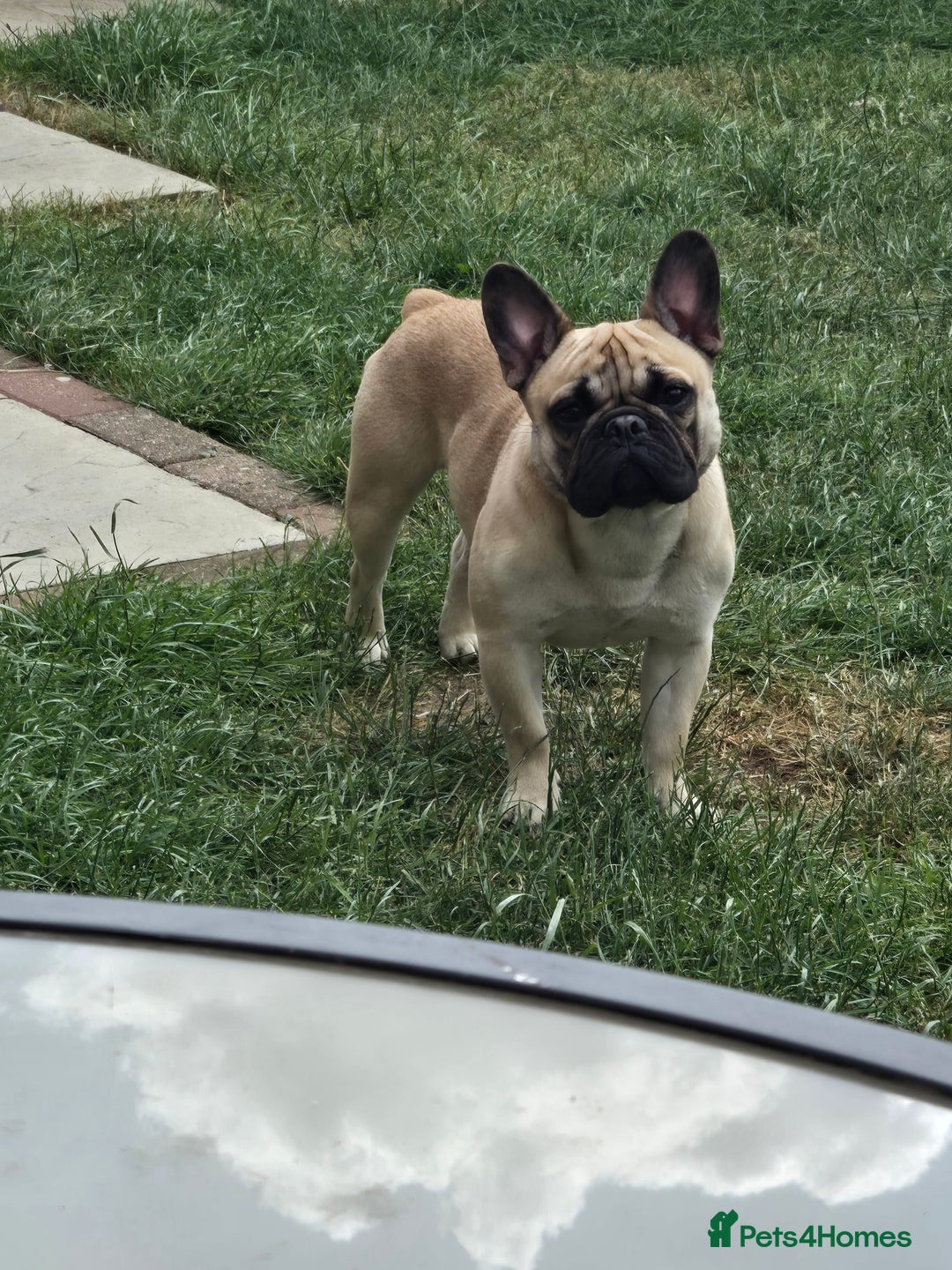 Mixed Breed dogs for sale: *UPDATE* 3x purebred dogs for rehoming - Image 14