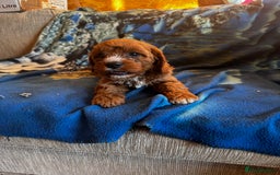 Cavapoo dogs for sale: Red toy cavapoo  - Image 5