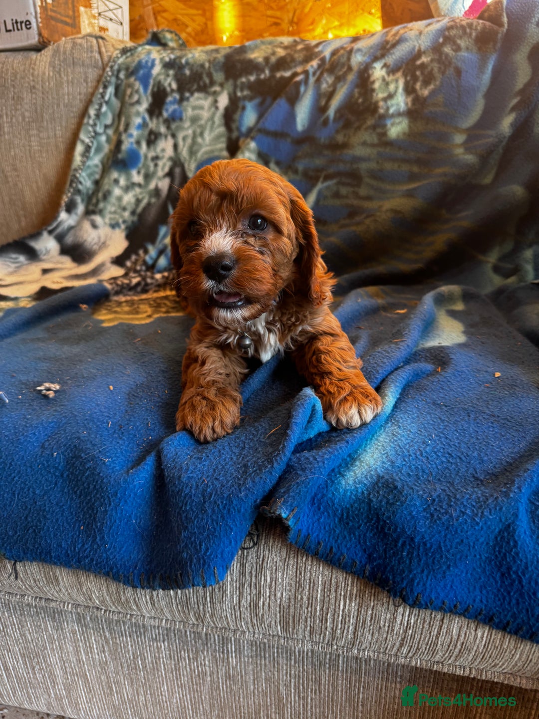 Cavapoo dogs for sale: Red toy cavapoo  - Image 5