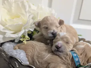 Maltipoo dogs 💫EXCEPTIONAL LUXURY F1 MALTIPOO PUPPIES🩷🩵🩷 - Advert 3