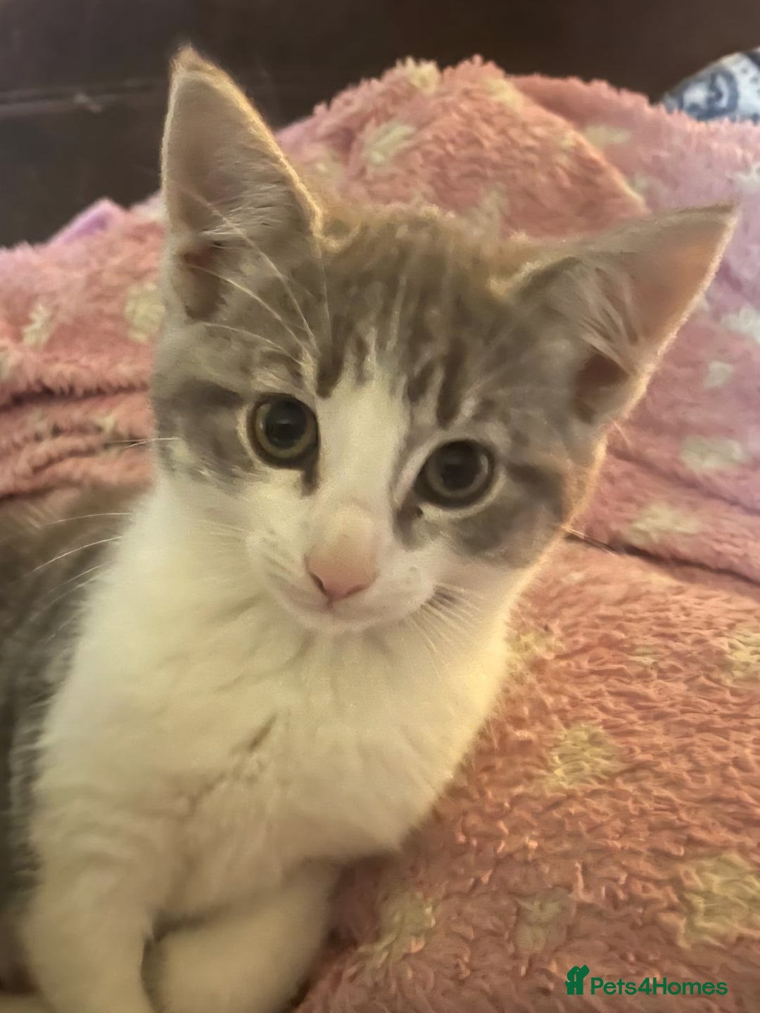 Mixed Breed cats for sale: Grey and white kittens ready now - Advert 7