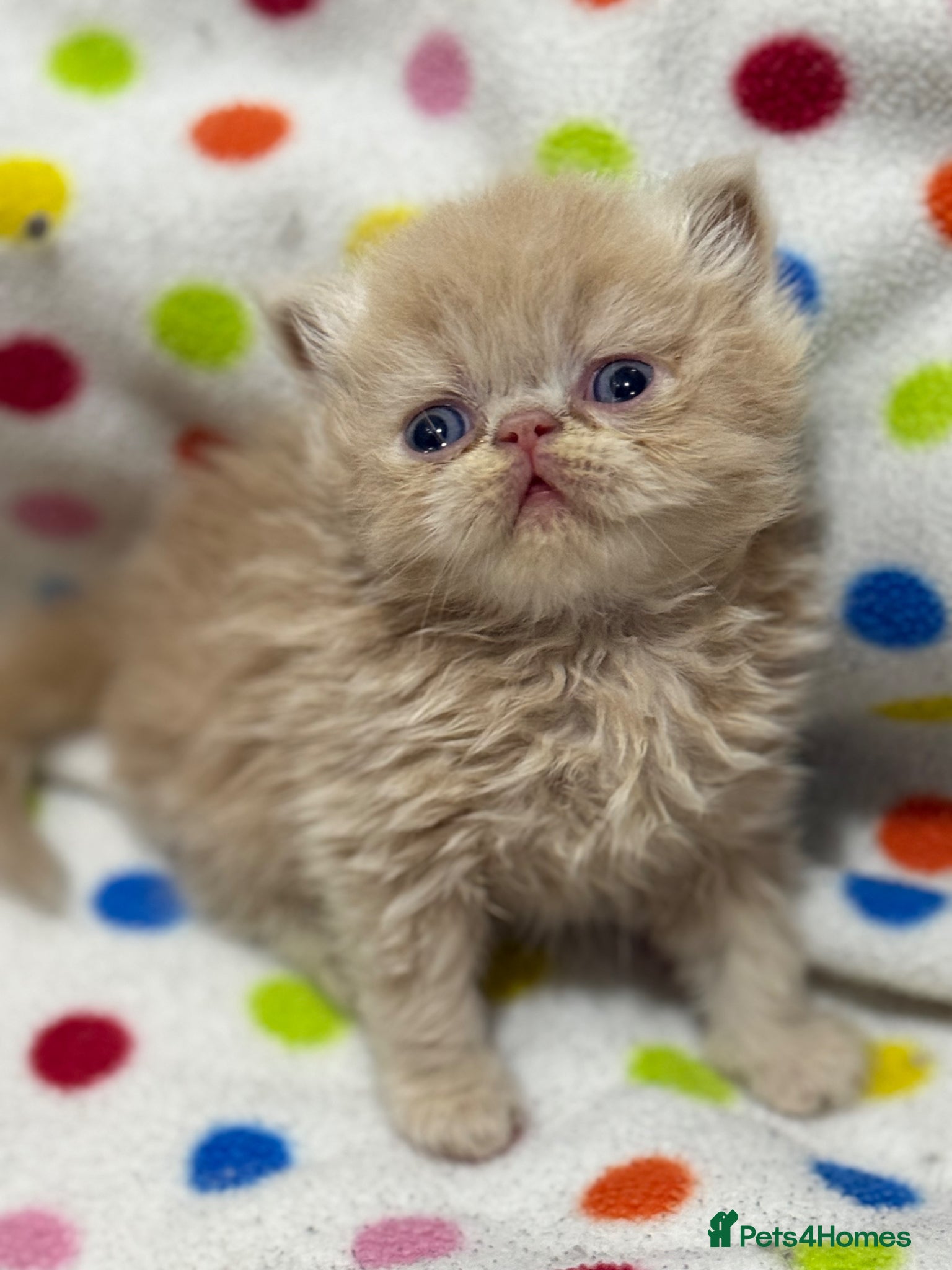 Persian cats GCCF registered Persian kittens  - Advert 4