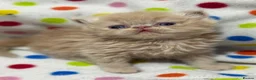 Persian cats for sale: GCCF registered Persian kittens  - Advert 7