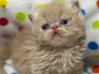 Persian cats GCCF registered Persian kittens - Advert 5