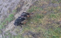 Dachshund dogs for sale: Miniature dachshund  - Image 10