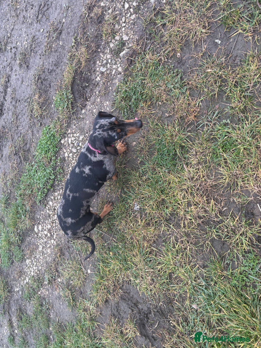 Dachshund dogs for sale: Miniature dachshund  - Image 10