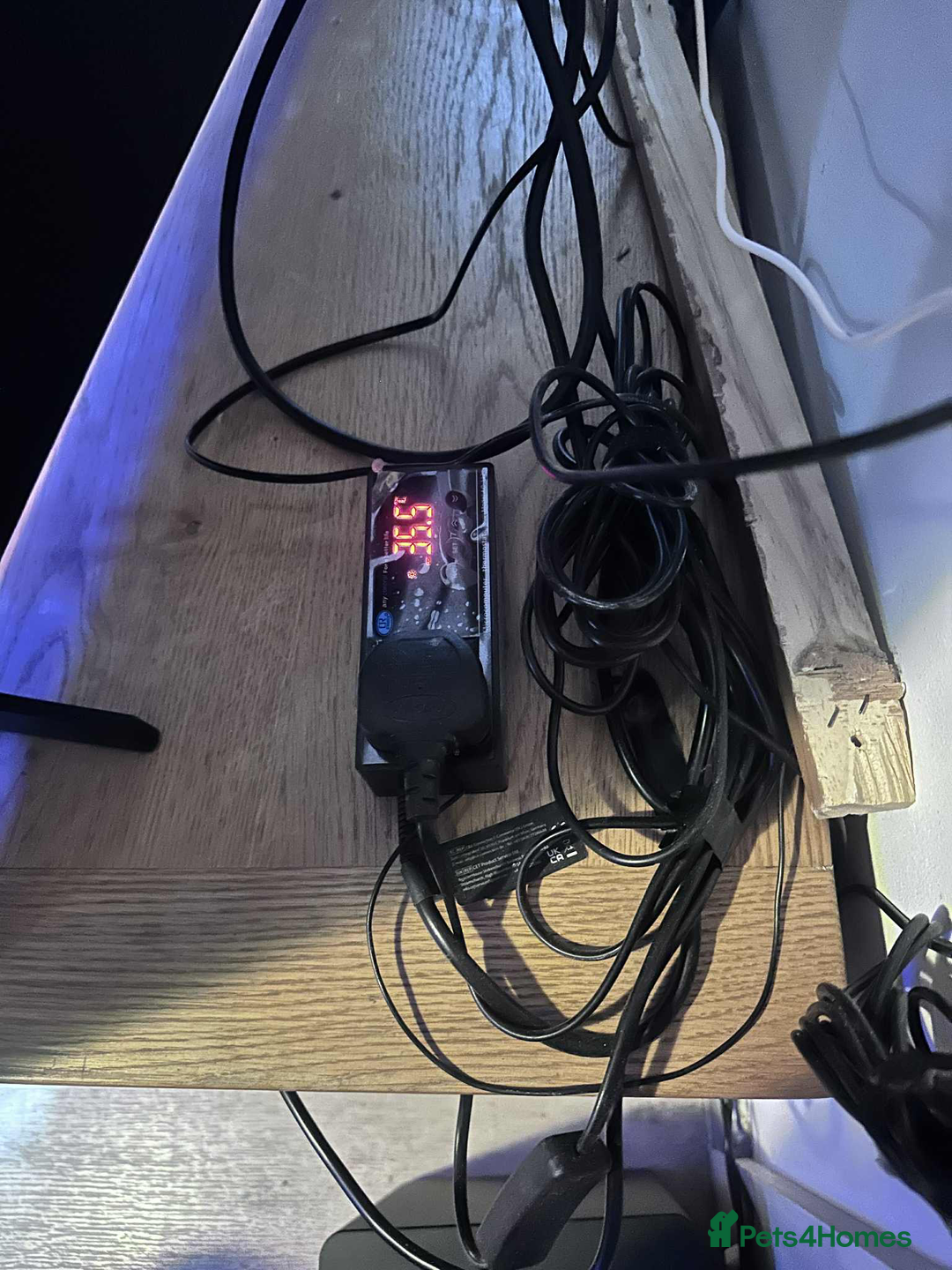 Leopard Gecko reptiles for sale: leopard gecko 5 years old - Advert 2