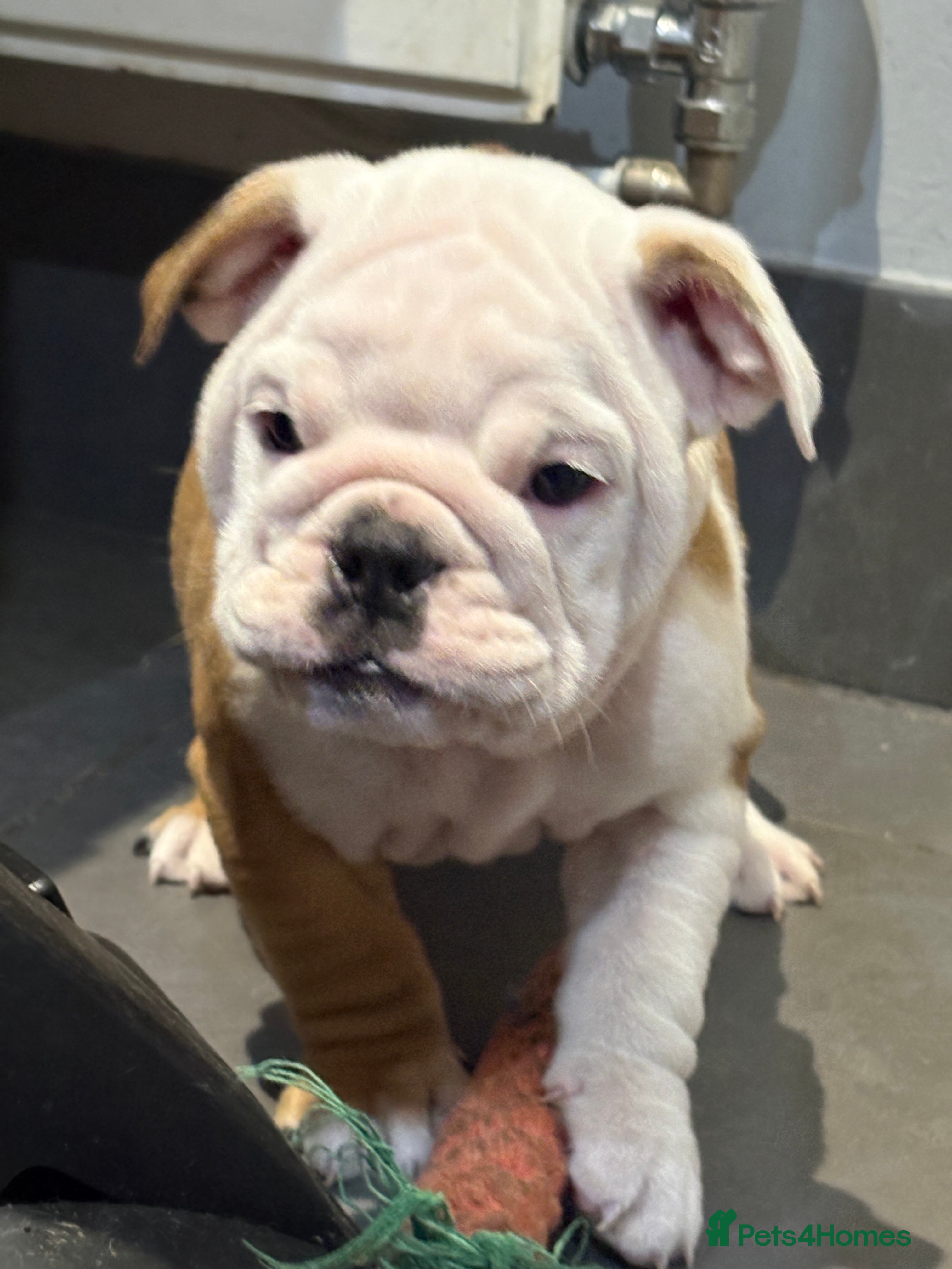 English Bulldog dogs Health tested Kc traditional red & white bulldogs - Advert 2