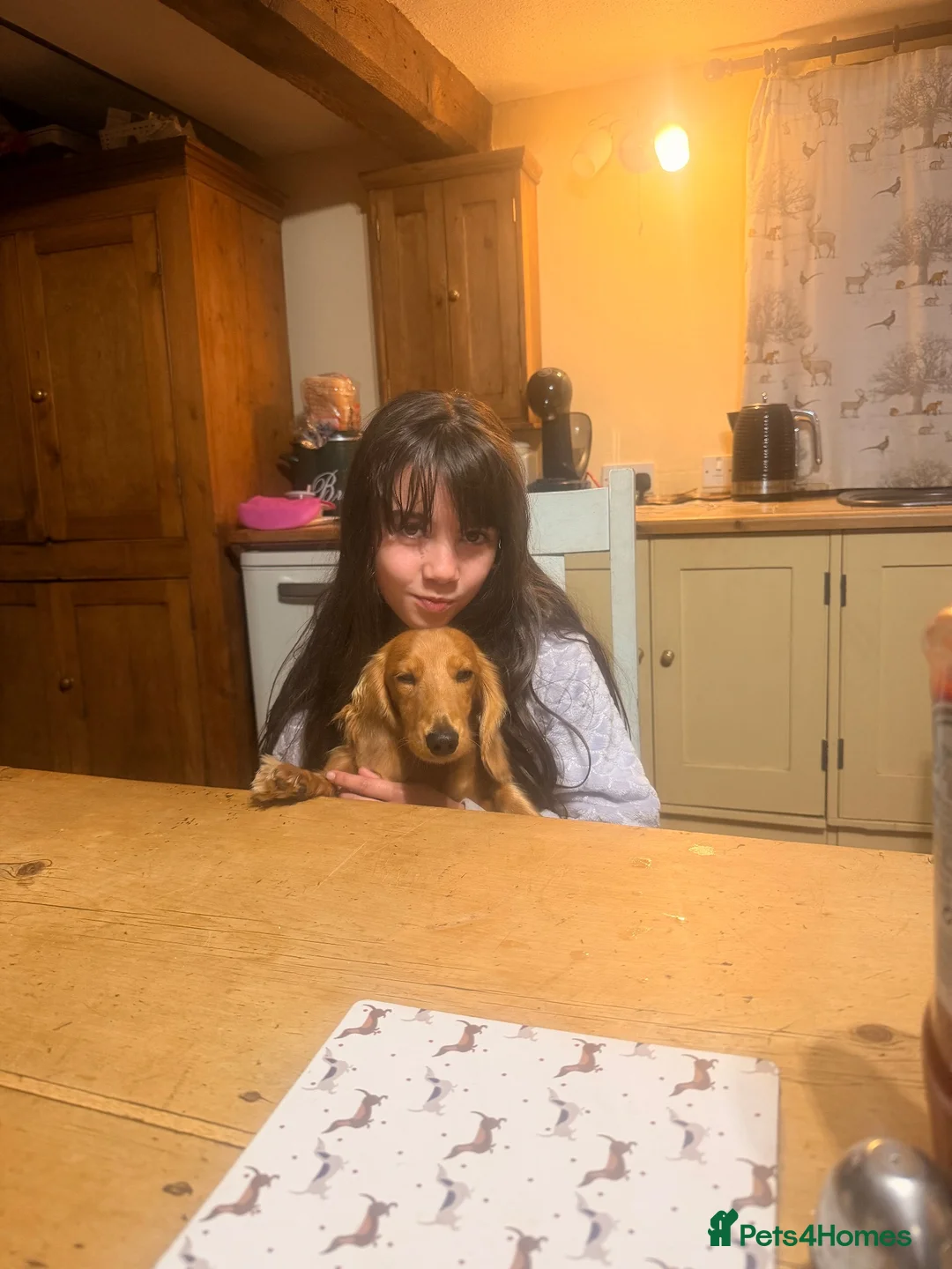 Miniature Dachshund dogs for sale: Countrygold White Russian  - Advert 2