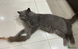 British Shorthair cats for sale: Fabulous colours playful healthy BSH kittens, rare - Image 34