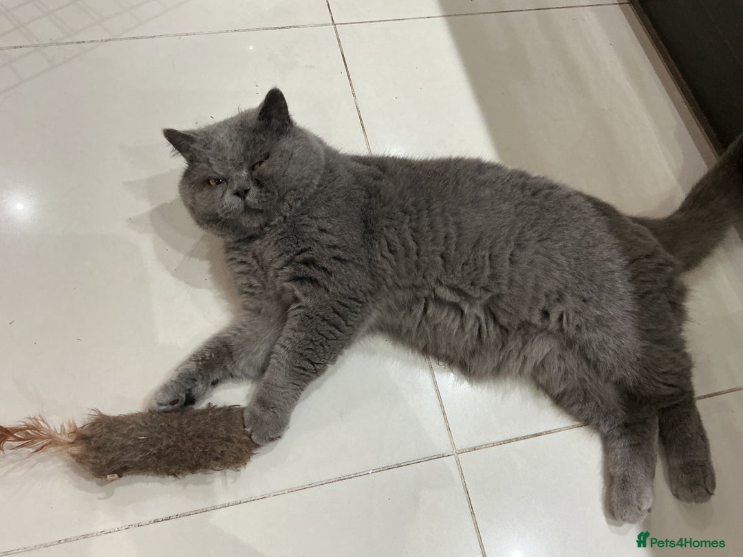 British Shorthair cats for sale: Fabulous colours playful healthy BSH kittens, rare - Image 34