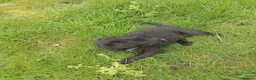 Jackapoo dogs for sale: Adorable Jacapoo,s - Advert 20
