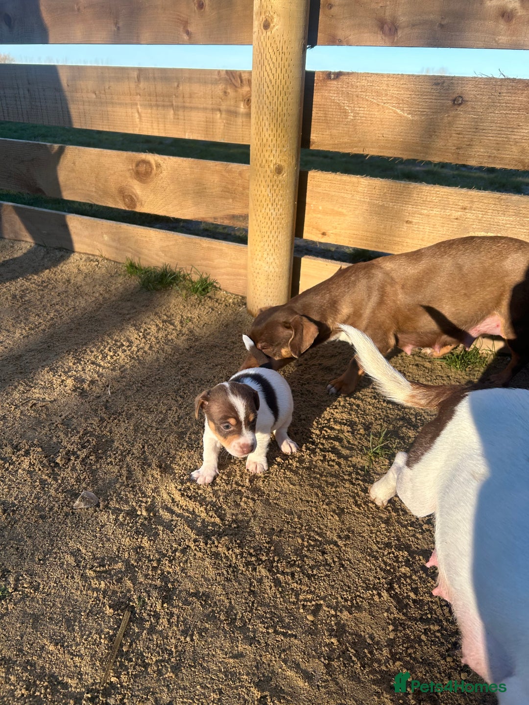 Jack Russell dogs for sale: Stunning Jack Russell puppies fr sale-all colours  - Advert 3