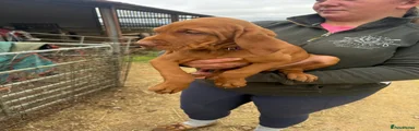 Hungarian Vizsla 1