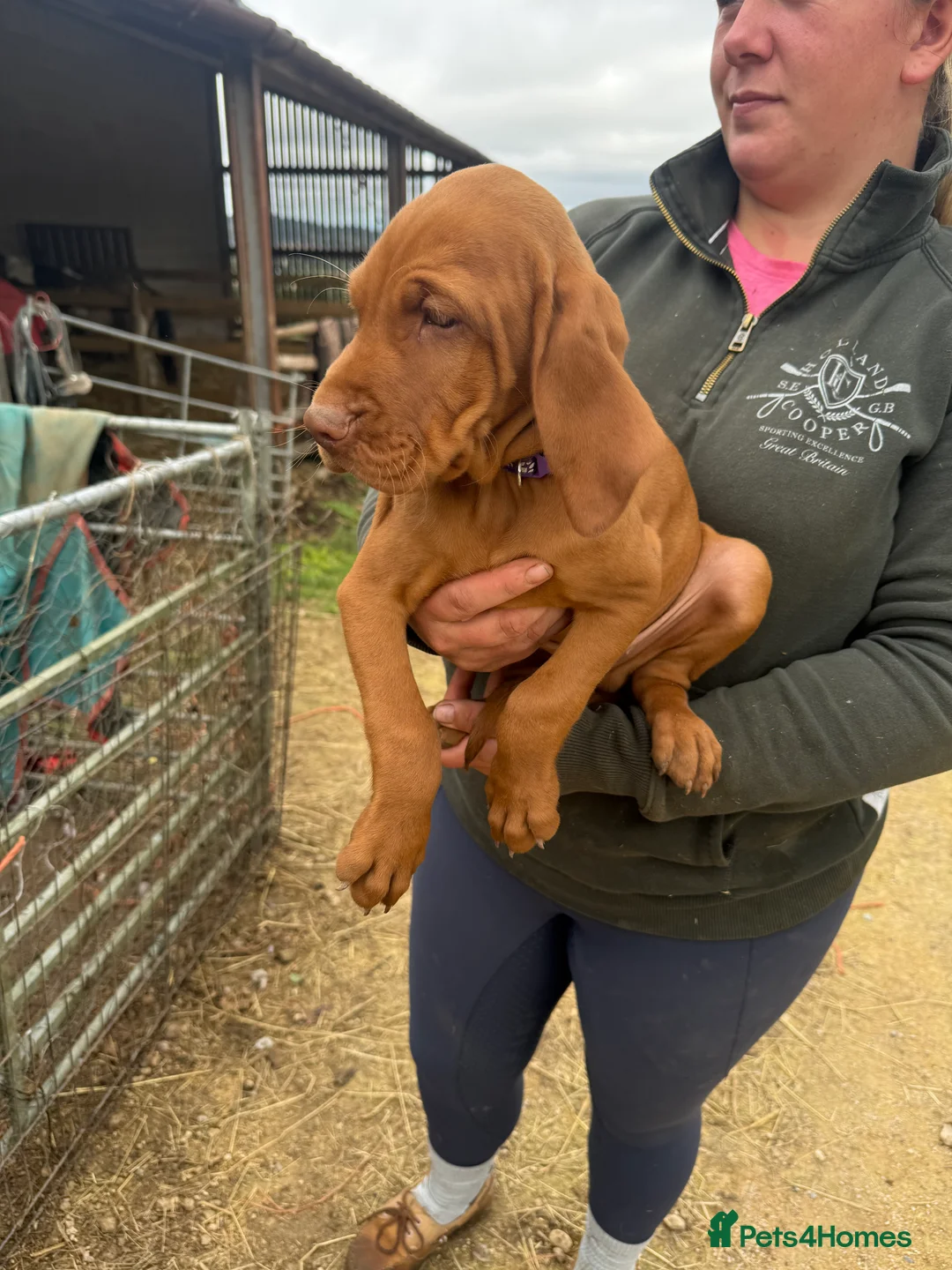 Hungarian Vizsla dogs for sale: All very sociable around people and other dogs.  - Advert 6