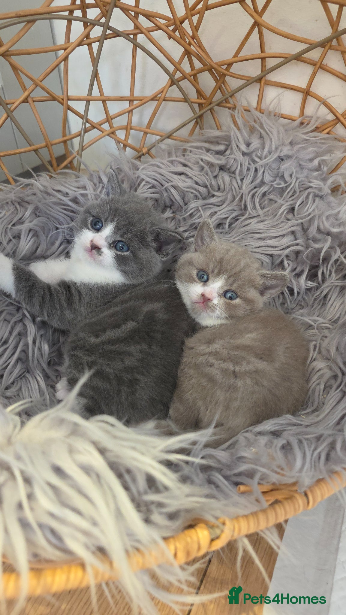 British Shorthair cats Beautiful British Shorthair Girls - Advert 15