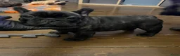 French Bulldog dogs for sale: French Bulldog Puppies - KC REG - Show Quality - Advert 3