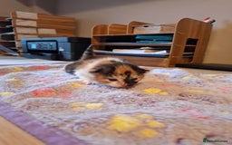 Mixed Breed cats for sale: Beautiful kittens - Advert 13