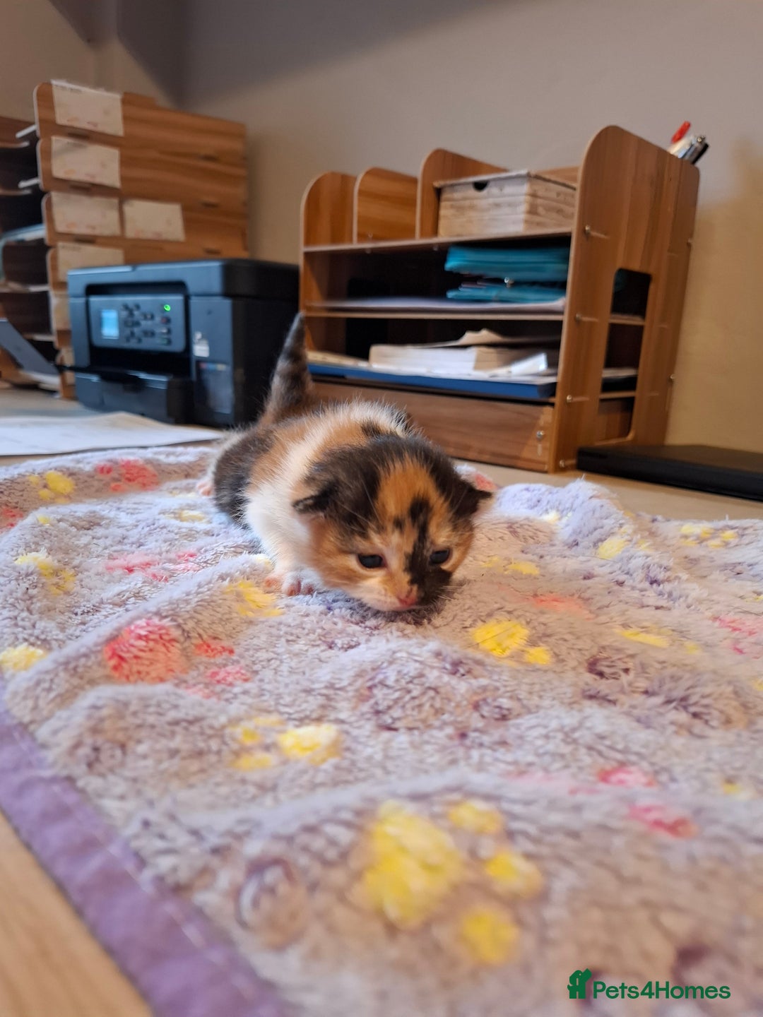 Mixed Breed cats for sale: Beautiful kittens - Advert 13