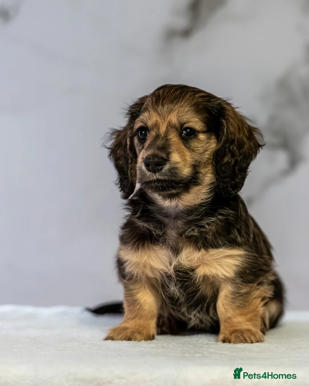 Miniature Dachshund dogs for sale: Champion bloodline Mini Dachshund Longhair - Advert 10