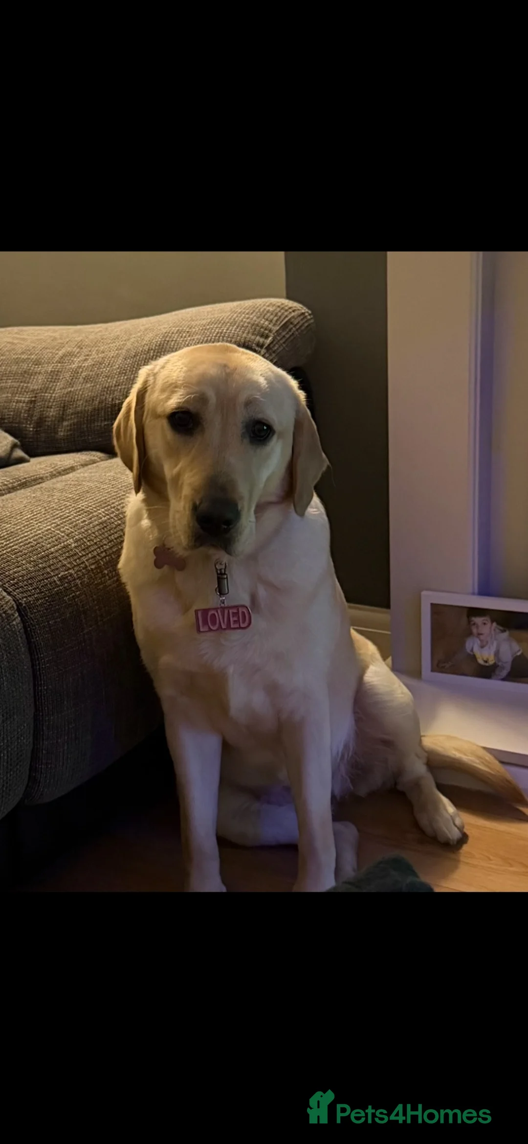 Labrador Retriever dogs for sale: Labrador retriever female - Advert 1