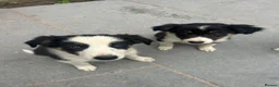 Mixed Breed dogs for sale: 🐾 Six Beautiful Welsh Border Collies 🐾 - Advert 6