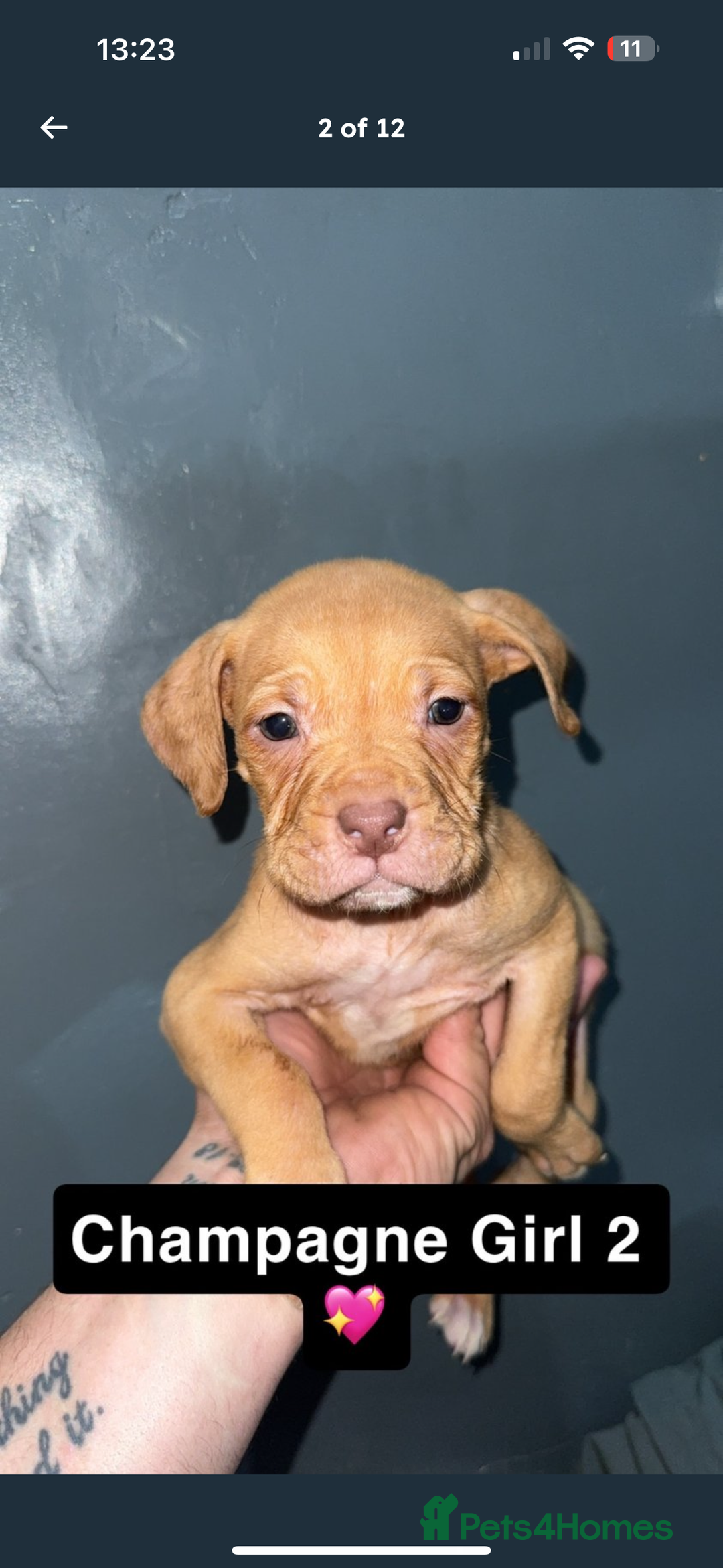Mixed Breed dogs for sale: Alpha blue bulldog x mastiff - Image 2