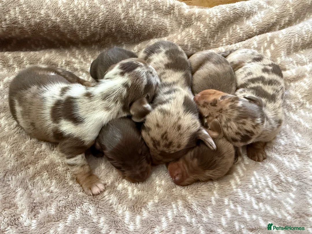Miniature Dachshund dogs for sale: Miniature Dapple & Merle long haired Daschunds in Romsey - Advert 8