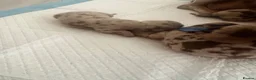 Miniature Dachshund dogs for sale: KC Miniature Dachshund Puppies | Champion Lines 🐾 - Advert 12