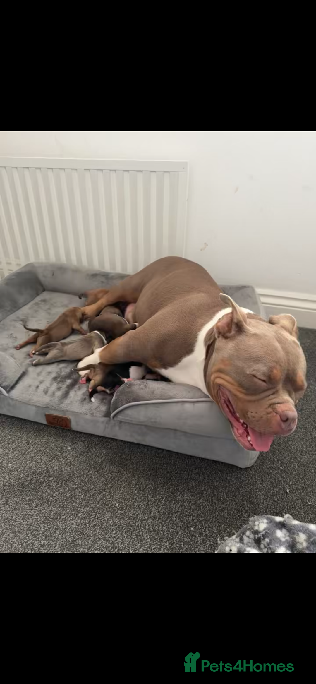 American Bully dogs for sale: RemmyXHienz litter 6 beautiful puppies  - Image 18