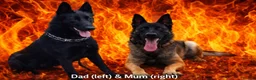 Belgian Shepherd Dog dogs for sale: FEMALE BELGIAN MALINIOS PUPPY - Advert 8