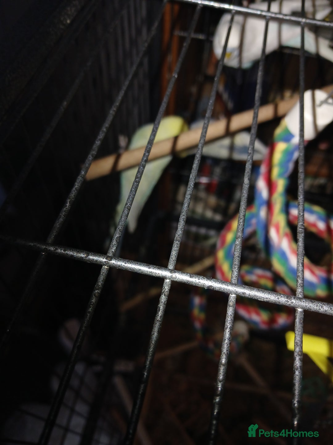 Budgerigars birds for sale: 4 budgies and cage for sale  - Advert 6