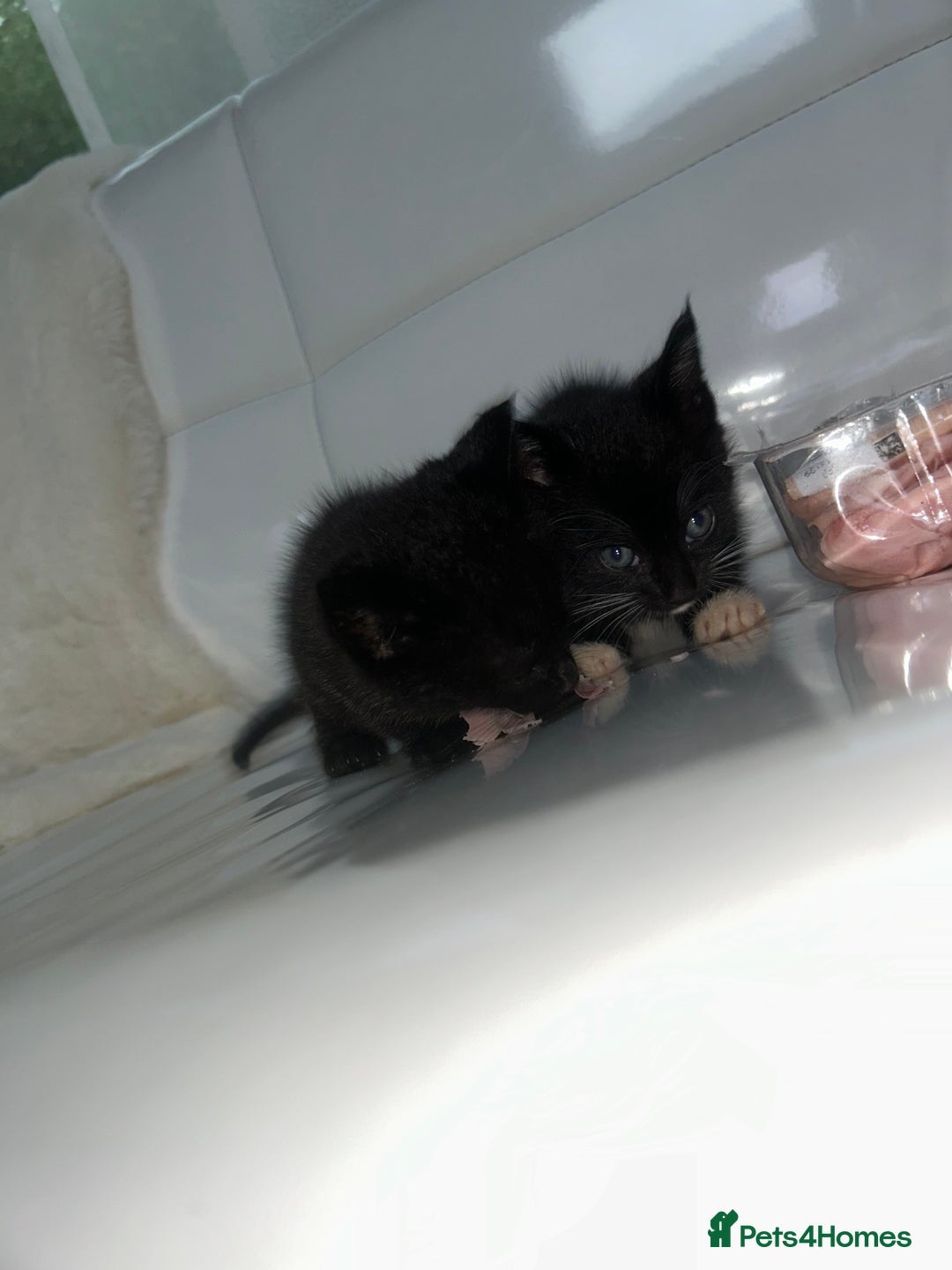 Siamese cats for sale: Tiny🥹half siamese kittens for sale ready to leave - Image 7