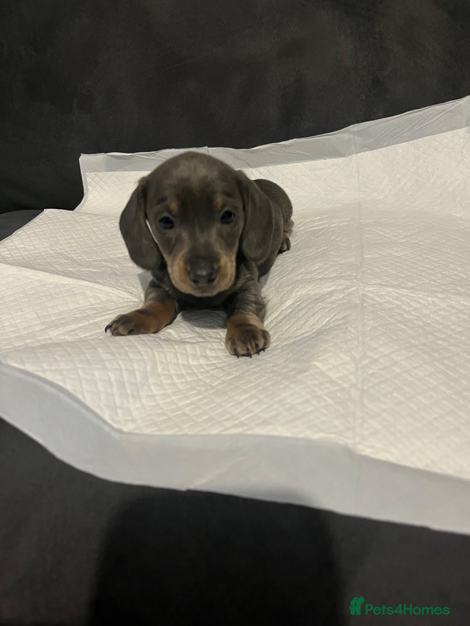 Miniature Dachshund dogs ❗️Last girl remaining❗️ - Advert 3
