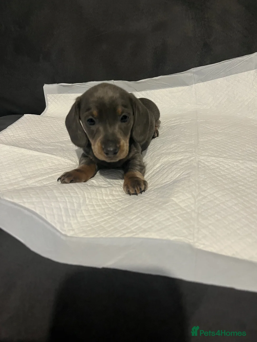Miniature Dachshund dogs for sale: ❗️Last girl remaining❗️ - Advert 1