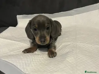 Miniature Dachshund dogs ❗️Last girl remaining❗️ - Advert 3