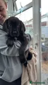 Cane Corso Puppy 1