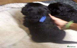 Mixed Breed dogs for sale: ✨ Gorgeous Black Golden Shepherd Puppies  - Image 4