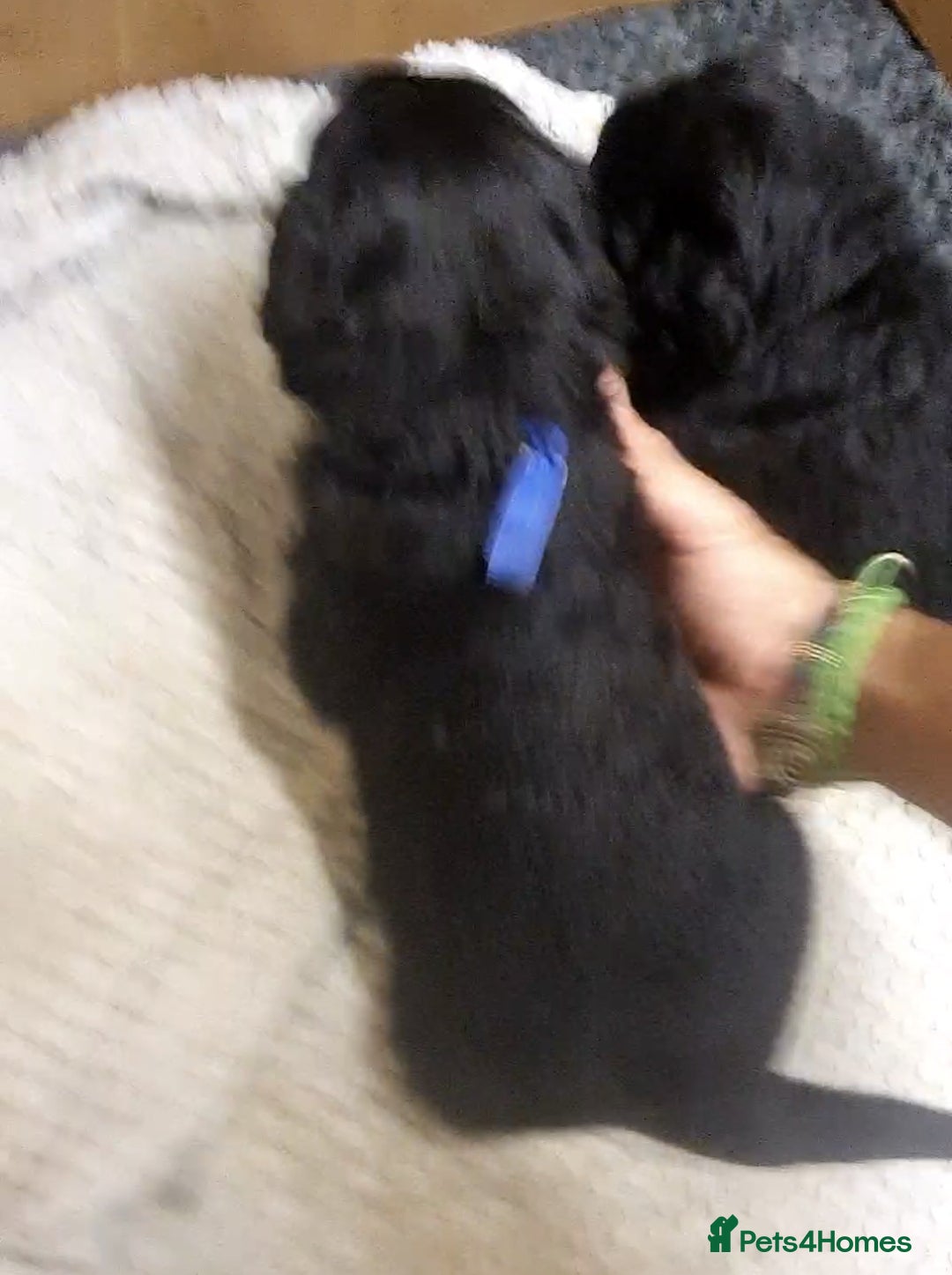 Mixed Breed dogs for sale: ✨ Gorgeous Black Golden Shepherd Puppies  - Image 4