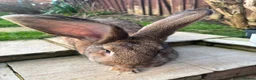 Flemish rabbits for sale: Adorable rabbits  in Stanford-le-Hope - Advert 5