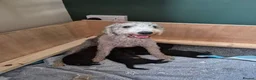 Bedlington Terrier dogs for sale: Bedlington Terrier pups - Advert 3