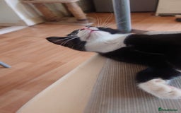 Mixed Breed cats for sale: Sweety girl  - Image 5