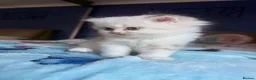 British Shorthair cats for sale: Beautiful Kittens for Sale – 3 Boys & 1 Girl 🐱💕 in Luton - Advert 25